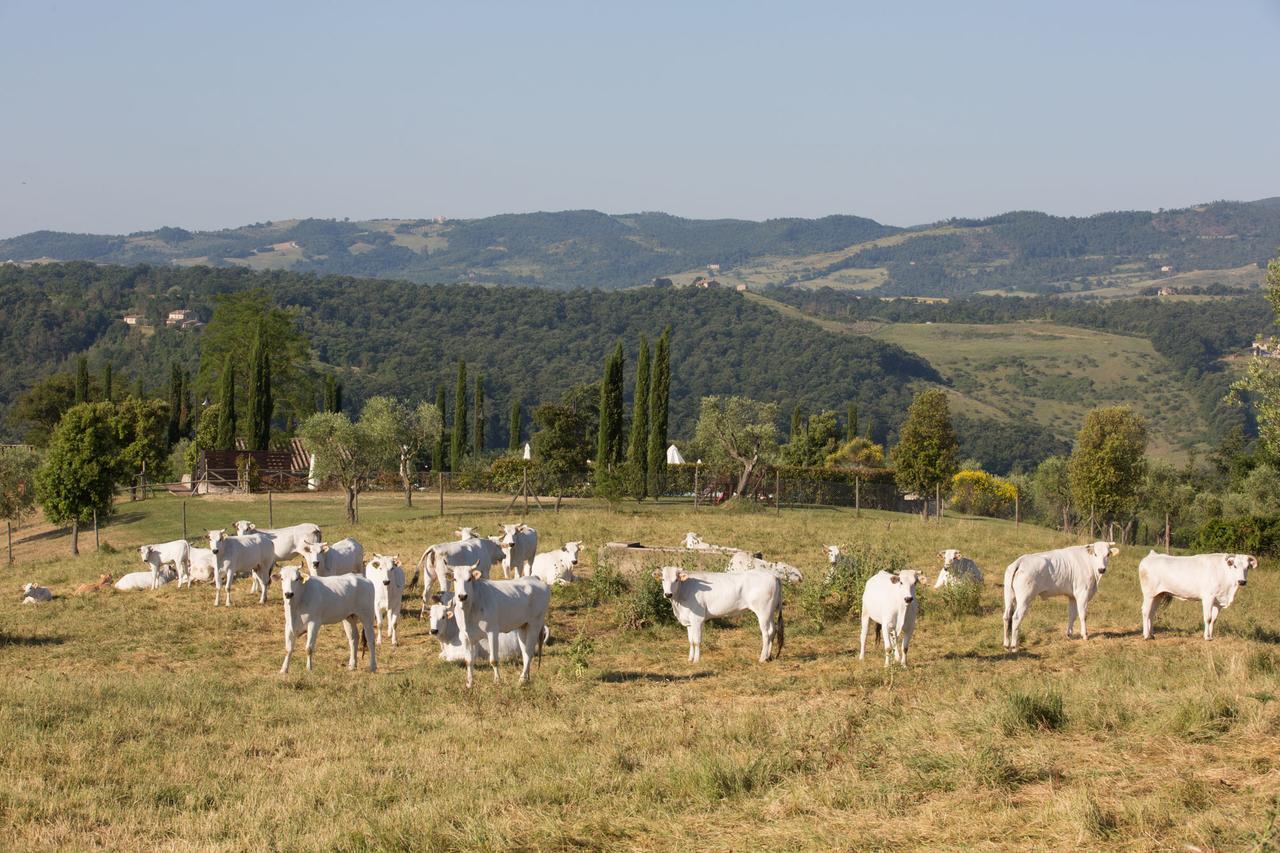 Città della Pieve Poggiovalle Tenuta Italiana المظهر الخارجي الصورة